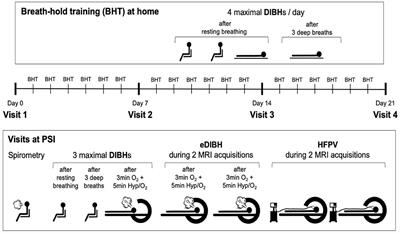 Enhanced Deep-Inspiration Breath Hold Superior to High-Frequency Percussive Ventilation for Respiratory Motion Mitigation: A Physiology-Driven, MRI-Guided Assessment Toward Optimized Lung Cancer Treatment With Proton Therapy